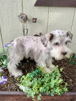 Roselyn , a female Miniature Schnauzer for sale in Grant City, MO – 2 of 3
