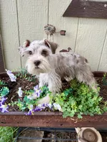 Roselyn , a female Miniature Schnauzer for sale in Grant City, MO – 3 of 3