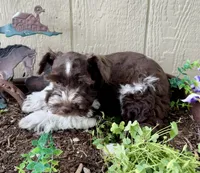 Rex, a male Miniature Schnauzer for sale in Grant City, MO – 2 of 4