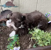 Riley , a male Miniature Schnauzer for sale in Grant City, MO – 4 of 4