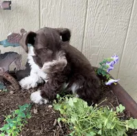 Riley , a male Miniature Schnauzer for sale in Grant City, MO – 3 of 4