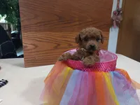 melva, a male Poodle - Toy  for sale in Fairbanks, AK – 2 of 3