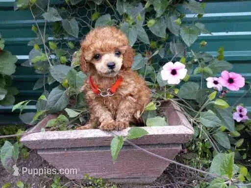 stalla – Poodle - Toy  puppy for sale in Fairbanks, AK