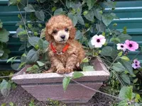 stalla, a female Poodle - Toy  for sale in Fairbanks, AK – Photo 1 of 5