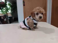 stalla, a female Poodle - Toy  for sale in Fairbanks, AK – Photo 2 of 5