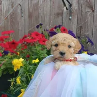 stalla, a female Poodle - Toy  for sale in Fairbanks, AK – Photo 3 of 5