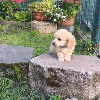 stalla, a female Poodle - Toy  for sale in Fairbanks, AK – Photo 4 of 5