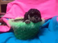 stalla, a female Poodle - Toy  for sale in Fairbanks, AK – Photo 5 of 5