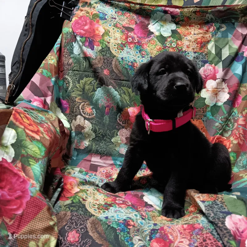 diamond – Labrador Retriever puppy for sale in Fairbanks, AK