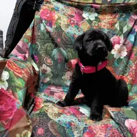 diamond, a female Labrador Retriever for sale in Fairbanks, AK – 1 of 4