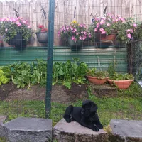 lucky, a male Labrador Retriever for sale in Fairbanks, AK – 2 of 3