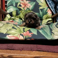 sweetie, a male Yorkipoo for sale in Fairbanks, AK – 2 of 2