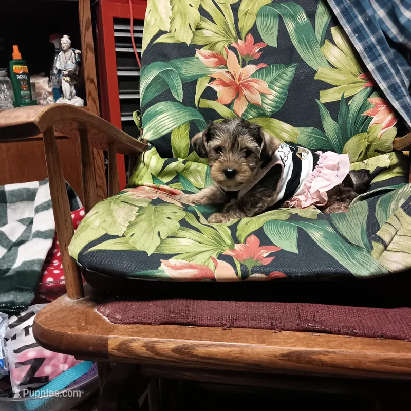 sweetie – Yorkipoo puppy for sale in Fairbanks, AK