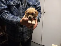 melva, a male Poodle - Toy  for sale in Fairbanks, AK – 3 of 3