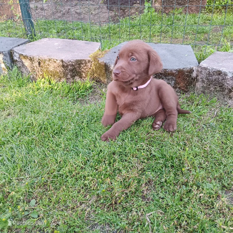 lucky – Labrador Retriever puppy for sale in Fairbanks, AK