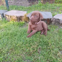 lucky, a male Labrador Retriever for sale in Fairbanks, AK – 1 of 3