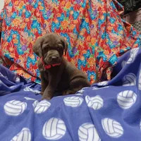 Sonie, a female Labrador Retriever for sale in Fairbanks, AK – Photo 3 of 4