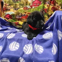 Sonie, a female Labrador Retriever for sale in Fairbanks, AK – Photo 4 of 4