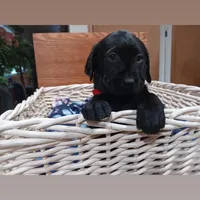 Sonie, a female Labrador Retriever for sale in Fairbanks, AK – Photo 2 of 4