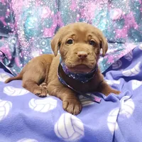 Sonie, a female Labrador Retriever for sale in Fairbanks, AK – Photo 1 of 4