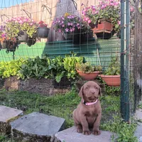 lucky, a male Labrador Retriever for sale in Fairbanks, AK – 3 of 3