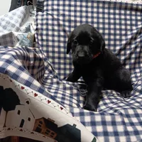 diamond, a female Labrador Retriever for sale in Fairbanks, AK – 3 of 4