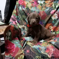 diamond, a female Labrador Retriever for sale in Fairbanks, AK – 2 of 4