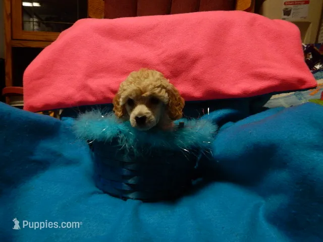 melva – Poodle - Toy  puppy for sale in Fairbanks, AK