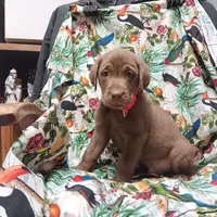 diamond, a female Labrador Retriever for sale in Fairbanks, AK – 4 of 4