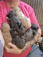 Poppy, a female Miniature Goldendoodle for sale in Topeka, KS – 7 of 10