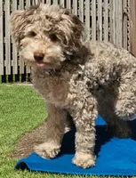 Chanel, a female Poodle - Miniature  and Miniature Goldendoodle for sale in Topeka, KS – 8 of 9