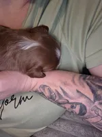 Milkyway, a male Miniature Goldendoodle for sale in Topeka, KS – Photo 4 of 10