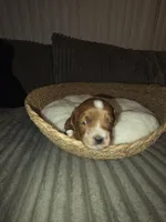 Milkyway, a male Miniature Goldendoodle for sale in Topeka, KS – Photo 10 of 10