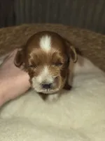 Milkyway, a male Miniature Goldendoodle for sale in Topeka, KS – Photo 6 of 10