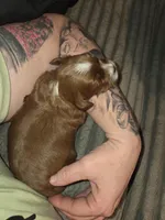 Milkyway, a male Miniature Goldendoodle for sale in Topeka, KS – Photo 8 of 10