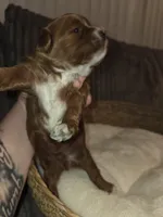 Milkyway, a male Miniature Goldendoodle for sale in Topeka, KS – Photo 3 of 10