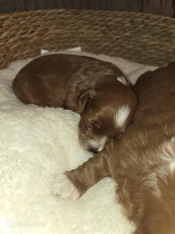 Milkyway – Miniature Goldendoodle puppy for sale in Topeka, KS