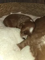Milkyway, a male Miniature Goldendoodle for sale in Topeka, KS – Photo 1 of 10