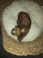 Milkyway, a male Miniature Goldendoodle for sale in Topeka, KS – Photo 9 of 10