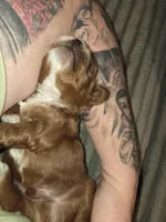 Milkyway, a male Miniature Goldendoodle for sale in Topeka, KS – Photo 5 of 10