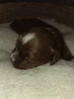 Milkyway, a male Miniature Goldendoodle for sale in Topeka, KS – Photo 2 of 10