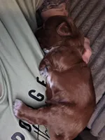 Milkyway, a male Miniature Goldendoodle for sale in Topeka, KS – Photo 7 of 10