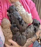 Piper, a female Miniature Goldendoodle for sale in Topeka, KS – 6 of 10