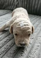 Chanel, a female Poodle - Miniature  and Miniature Goldendoodle for sale in Topeka, KS – 2 of 9