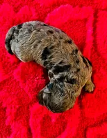 Fendi, a female Miniature Goldendoodle for sale in Topeka, KS – 2 of 4