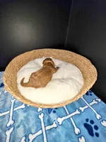 Big Daddy - Orange collar , a male Miniature Goldendoodle for sale in Topeka, KS – Photo 6 of 10