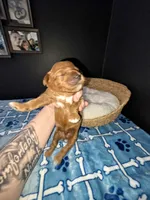 Big Daddy - Orange collar , a male Miniature Goldendoodle for sale in Topeka, KS – Photo 3 of 10