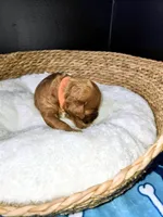 Big Daddy - Orange collar , a male Miniature Goldendoodle for sale in Topeka, KS – Photo 2 of 10