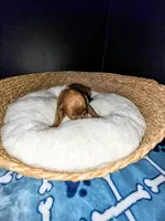 Big Daddy - Orange collar , a male Miniature Goldendoodle for sale in Topeka, KS – Photo 5 of 10