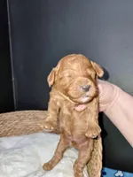 Big Daddy - Orange collar , a male Miniature Goldendoodle for sale in Topeka, KS – Photo 1 of 10